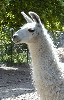 Llary, the helpllama.